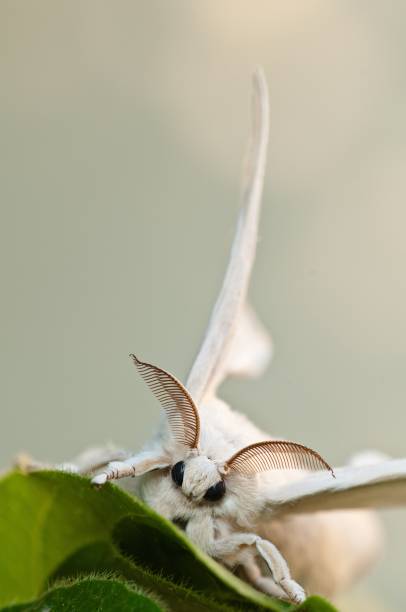 close-up vertical tiro de bicho-da-seda branco com um fundo desfocado - traça - fotografias e filmes do acervo