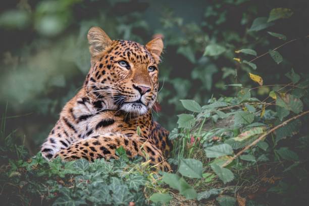 istock Close-up of a leopard in the jungle looking aside 1438866772