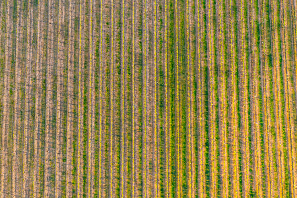 istock Aerial view of vineyard pattern in warm light 1438867099