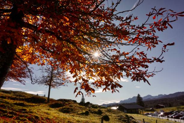 Yellow chestnut tree on a bright blue background. Chestnut tree in autumn colors. The sun breaks through the yellow leaves of an autumn tree. Reit im Winkl a chestnut tree in autumn with a bright blue sky. Winklmoosalm in autumn.