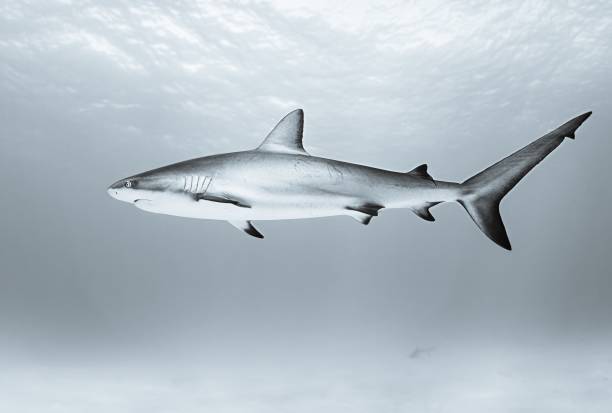 istock Tiger shark swimming in the ocean during daytime 1438867929