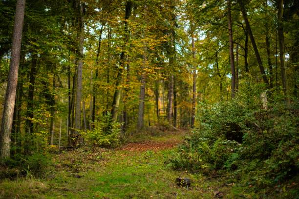 istock Scenic view of tall trees found growing in a forest during the spring 1438868030