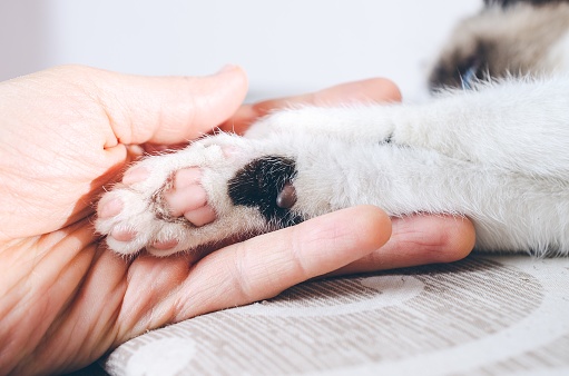 A closeup shot of a human hand holding the paw of a kitten