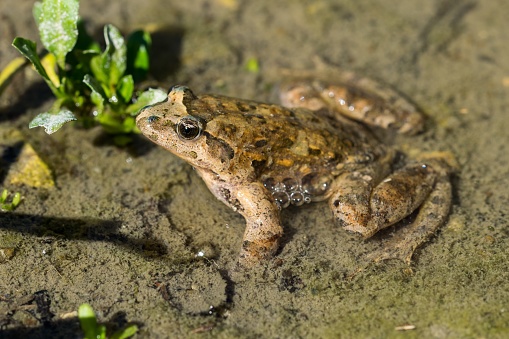A Mediterranean Painted Frog, Discoglossus pictus, in a water pond in a Maltese valley, Malta