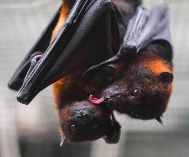 istock Closeup of Little red flying foxes under sunlight with a blurry background 1438868370