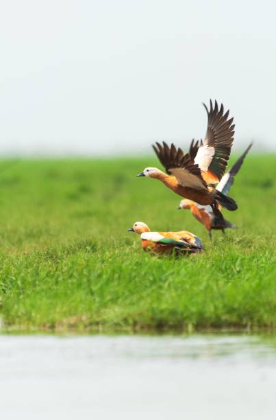 인도 오디샤의 칠리카 호수 근처를 날고 있는 붉은색 쉘덕 새의 수직 근접 촬영 - wildfowl 뉴스 사진 이미지