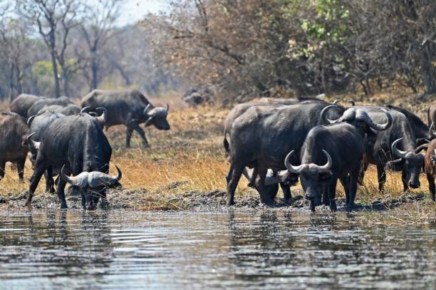istock Black cape buffalos standing and walking in shallow waters, 1438869652
