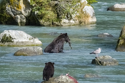 A grizzly bear fishing for salmon in a river in Alaska