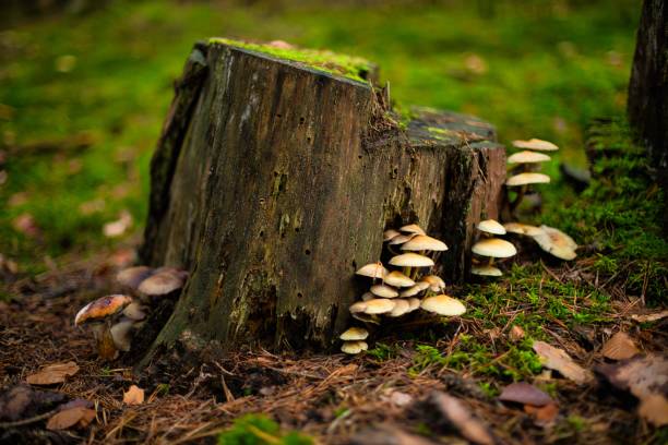 The view of mushrooms growing by a tree stump in the greenery