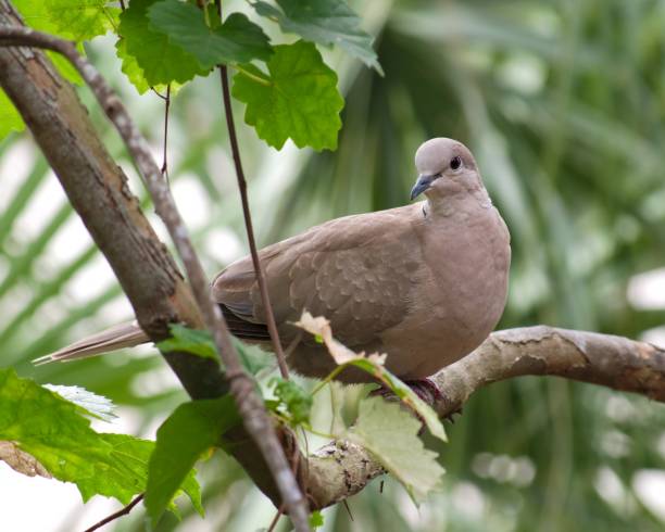 istock Stock dove sitting on a tree branch surrounded by greenery under sunlight with a blurry background 1438871102