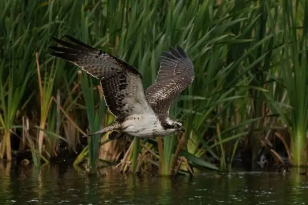 A closeup of an Osprey bird on midflight near a river