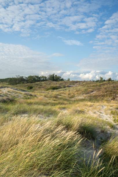 istock Field covered in grass and bushes under a cloudy sky and sunlight 1438871642