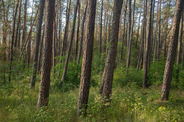 istock Forest covered in grass and high trees under the sunlight during daytime 1438871653