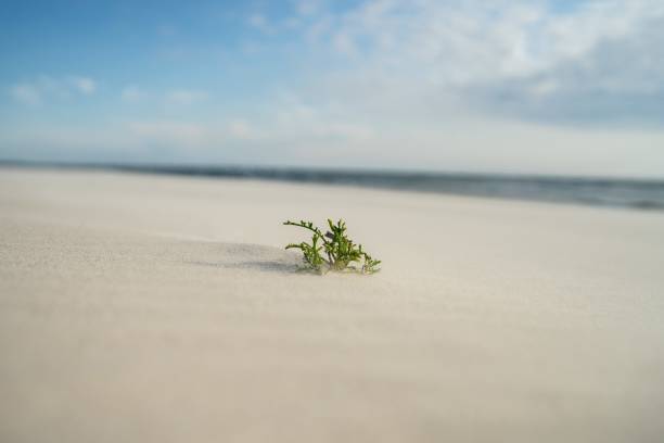 istock Closeup of an evergreen leaf on the sand under sunlight with a blurry background 1438871741