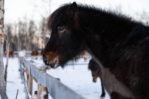 primer plano de un animal de granja dando un paseo por el campo nevado en el norte de suecia - horse iceland winter snow fotografías e imágenes de stock