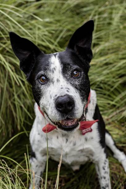 pionowe ujęcie uroczego pluszowego psa roosevelt terriera siedzącego na trawie - teddy roosevelt terrier zdjęcia i obrazy z banku zdjęć