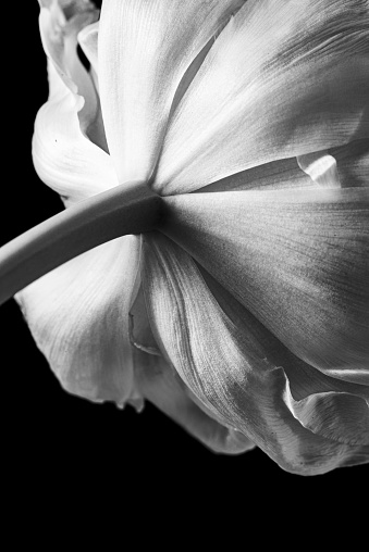 A vertical closeup greyscale shot of an anemone flower against a black background