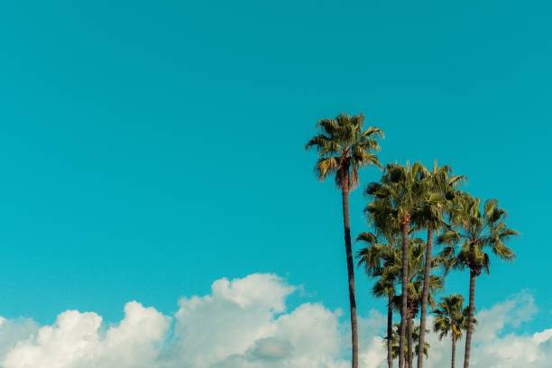istock Low angle view of palm trees under a blue sky and sunlight during daytime 1438872095