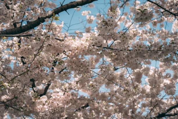 istock Selective of cherry blossom trees in full bloom 1438872123
