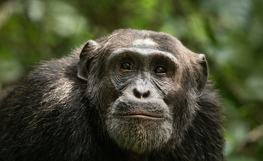 close-up of a proud orangutan
