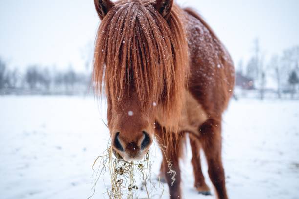 primer plano de un caballo de pelo largo en invierno en el norte de suecia - horse iceland winter snow fotografías e imágenes de stock