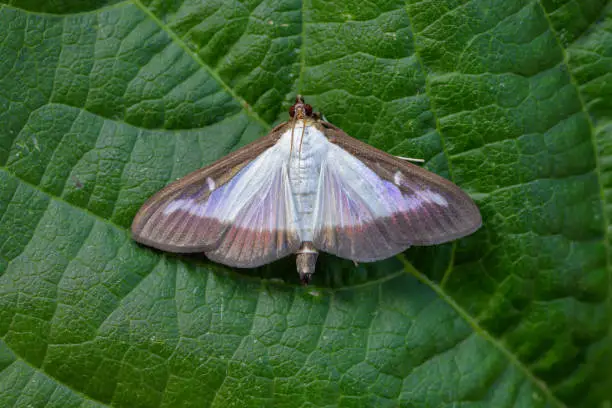 Photo of Box tree Moth Cydalima perspectalis.