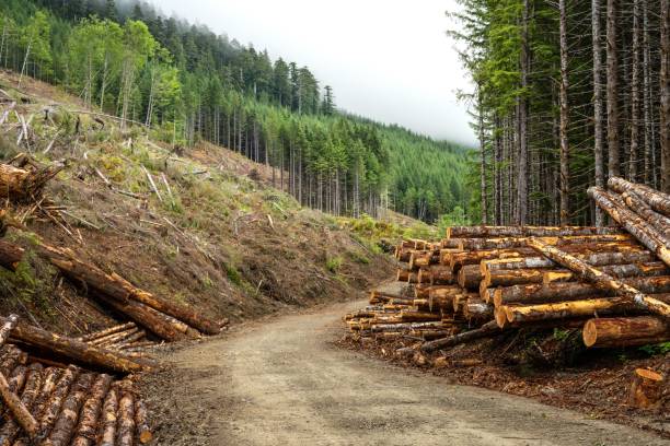 alberi segati accatastati sul ciglio della strada nella foresta. concetto di registrazione. caycuse, cowichan, bc canada. - silviculture foto e immagini stock