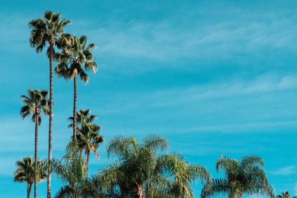 istock Low angle shot of beautiful palm trees under the clear blue sky 1438872730