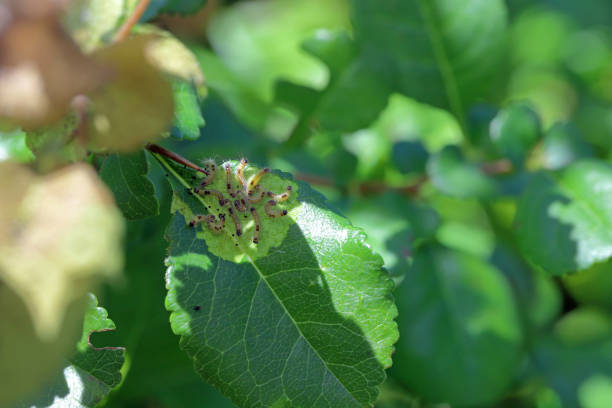 A nest or web of young Brown Tailed Moth caterpillars Euproctis chrysorrhoea on leaf. A nest or web of young Brown Tailed Moth caterpillars Euproctis chrysorrhoea on leaf. caterpillar's nest stock pictures, royalty-free photos & images