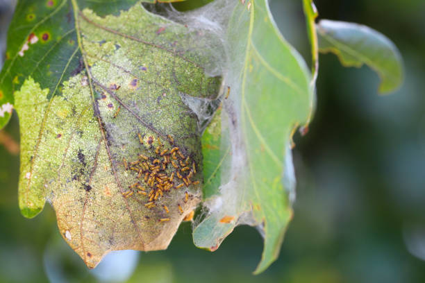 A nest or web of young Brown Tailed Moth caterpillars Euproctis chrysorrhoea on leaf. A nest or web of young Brown Tailed Moth caterpillars Euproctis chrysorrhoea on leaf. caterpillar's nest stock pictures, royalty-free photos & images