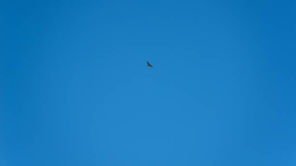 istock Bird of prey flying on blue sky background. 1438872803