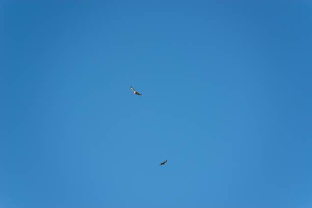 istock Bird of prey flying on blue sky background. 1438872805