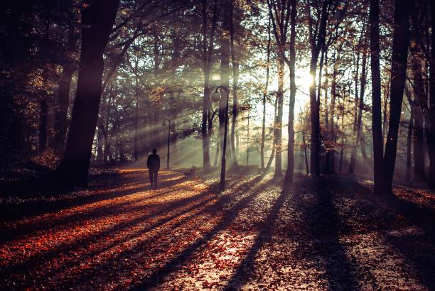 istock Person walking on a beautiful pathway covered with autumnal leaves 1438872858