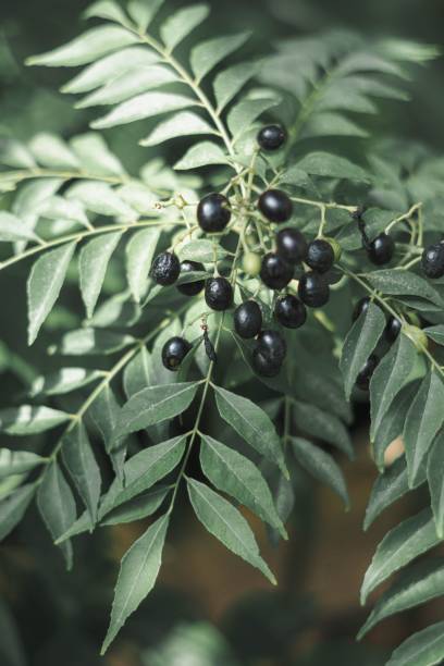 istock Selective focus shot of curry leaves (Murraya koenigii) and seeds 1438872983