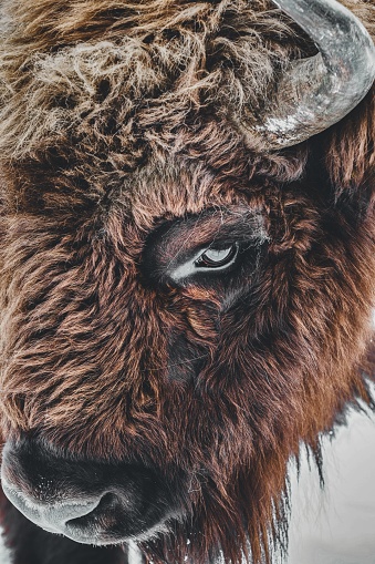 A closeup of a brown bison eye with horns under the lights during daytime