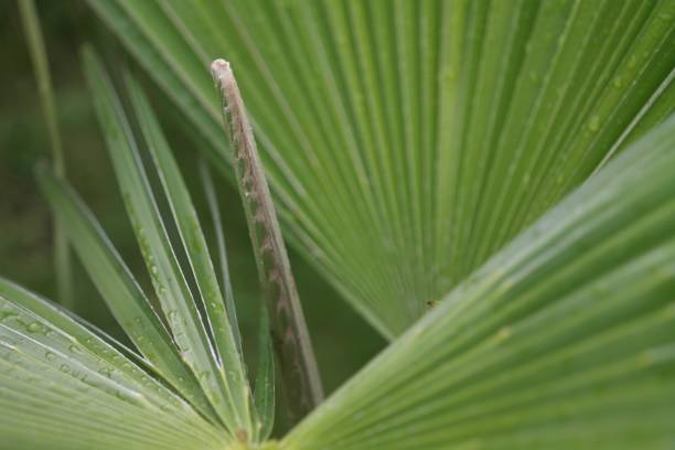 closeup shot of a saw palmetto plant - good to be used a background - saw palmetto imagens e fotografias de stock