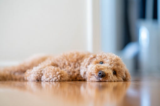 A beautiful shot of a poodle laying on a floor