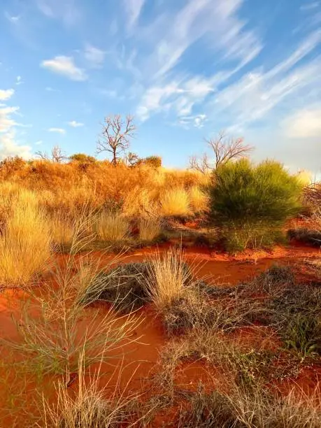 A vertical shot of greenery growing in the desert near Uluru or Ayers Rock, South Australia