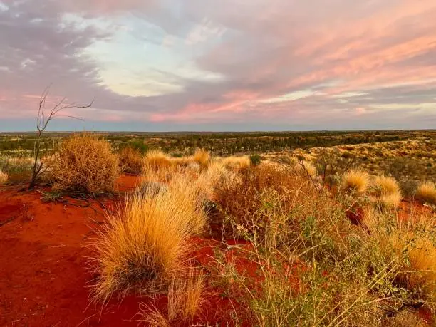 A scenic view of greenery growing in the desert near Uluru or Ayers Rock, South Australia