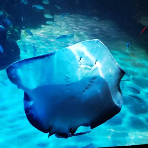 istock Stingray swimming in the aquarium 1438873573