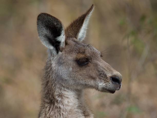 istock Side profile of an Eastern grey kangaroo surrounded by greenery with a blurry background 1438873593