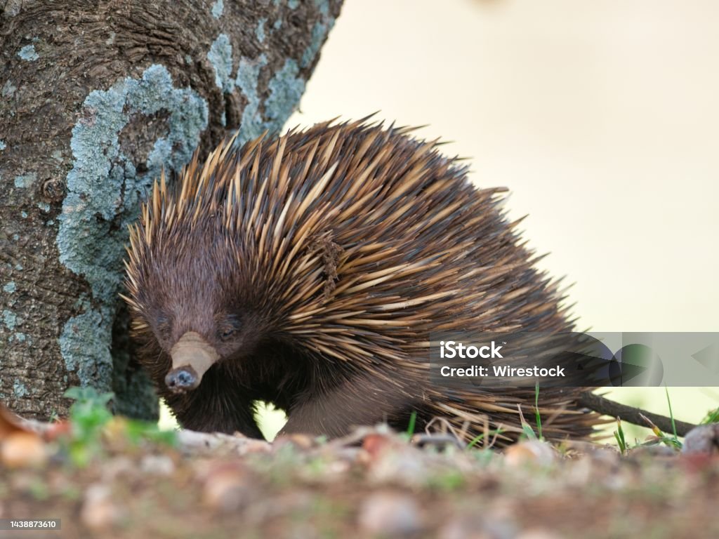 Echidna standing near a tree surrounded by grass under sunlight An Echidna standing near a tree surrounded by grass under sunlight Kangaroo Stock Photo