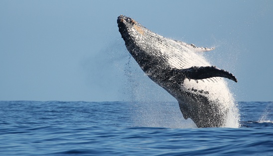 A humpback whale jumping out from the water, Reunion island, Indian Ocean