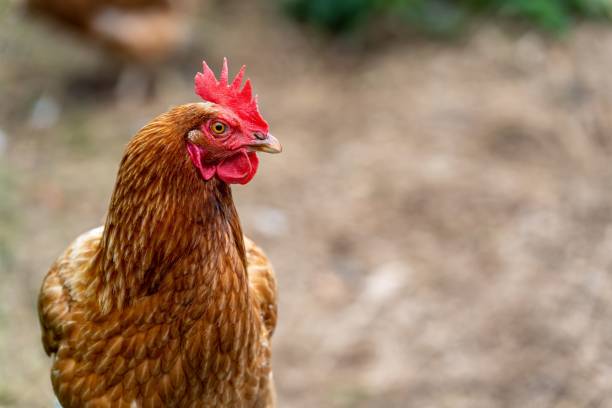 istock Free range chicken head close-up, hen isolated on a natural background 1438874267