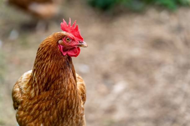 free range chicken head close-up, hen isolated on a natural background - broiler farm imagens e fotografias de stock