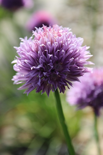 A vertical closeup shot of a purple blooming wild chive in the garden