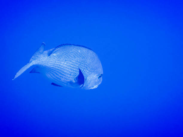 istock large common dentex fish in deep blue water closeup view during diving in egypt 1438874313