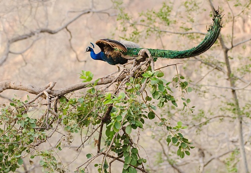 A colorful peacock perched on a tree branch with green leaves