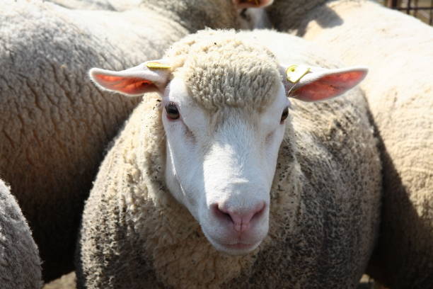 istock Domestic animals are dear pets 1438875228
