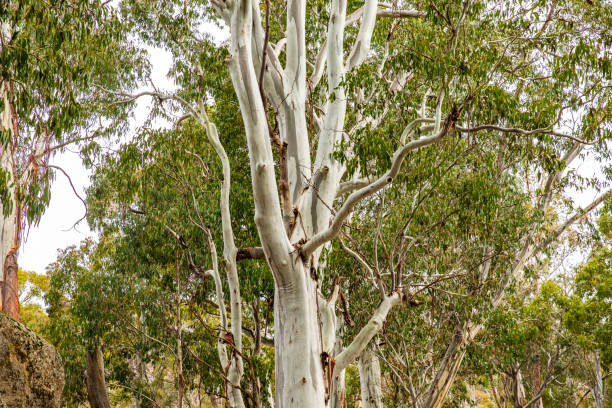 Australian bush scene with spotted gum trees and foliage